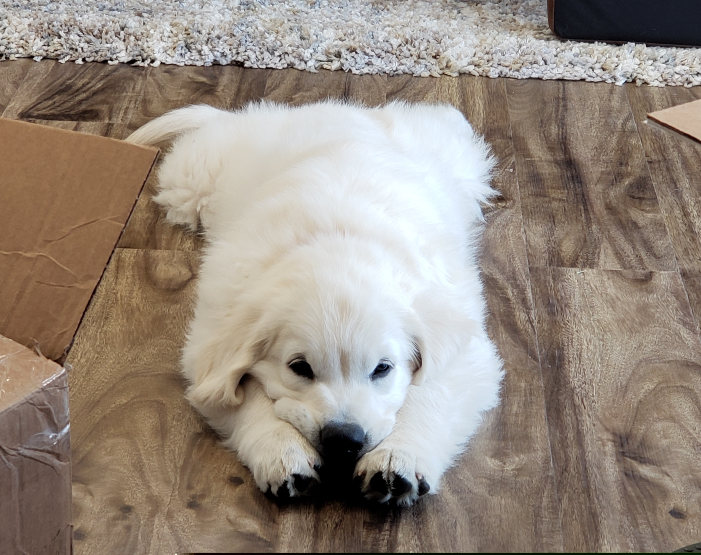 Golden Retriever Puppies from Kansas Prairie Pups