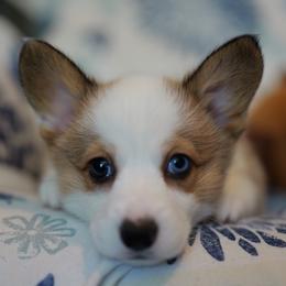 AKC Archette - Sable female Pembroke Welsh Corgi puppy in Vanzant, Missouri from Archer's Corgis