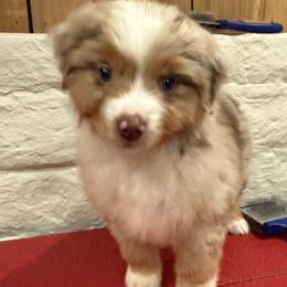 Polly - Red merle female Miniature American Shepherd puppy in Ballico, California from SierraVu Minis
