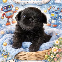 Boy 1 - Black and white male Shih Tzu puppy in Dallas, Texas from Almost Heaven Shih Tzu