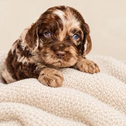 Bourbon - Merle male Cockapoo puppy in Santa Barbara, California from K+C Doodles