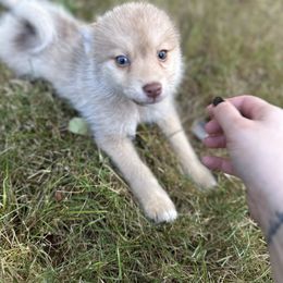 Sally - Chocolate female Pomsky puppy in Shoreline, Washington from SeattlePomskies