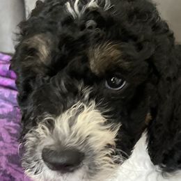 Girl 3 Abby - Tri-color Bernedoodle puppy in Landisville, Pennsylvania from Debbies Doodles