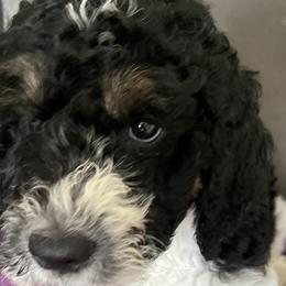 Girl 3 Abby - Tri-color Bernedoodle puppy in Landisville, Pennsylvania from Debbies Doodles