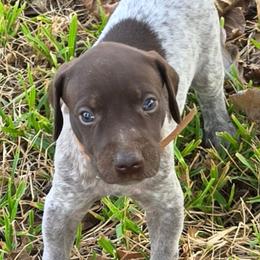 Boy 8 - Liver roan male German Shorthaired Pointer puppy in Henderson, Texas from C4 Gun Dogs