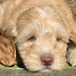  Puppies from Monique  Algera