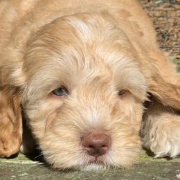  Puppies from Monique  Algera