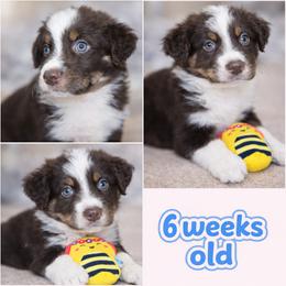 Arrow - Red tri-color male Australian Shepherd puppy in Lakeland, Florida from Aussies of Hope LLC