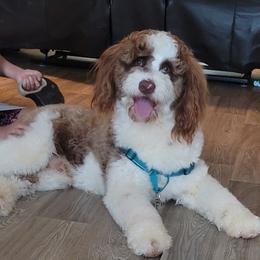 Einstein - Aussiedoodle