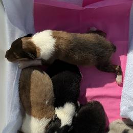 Girl 2 - female Collie puppy in St Stephens, Wyoming from Desert Kennels