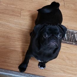 Issac - Pug