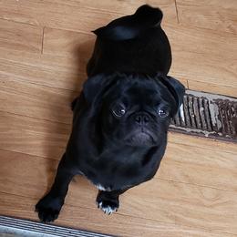 Issac - Pug