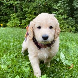 Wells- Green - Apricot male Goldendoodle puppy in Carlton, Minnesota from Lakeside Doodles MN