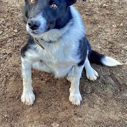 Dex - Border Collie