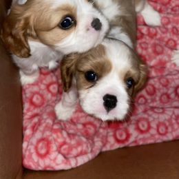 Cavalier King Charles Spaniel Puppies from Cassie’s Cavaliers
