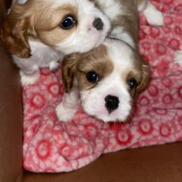Cavalier King Charles Spaniel Puppies from Cassie’s Cavaliers