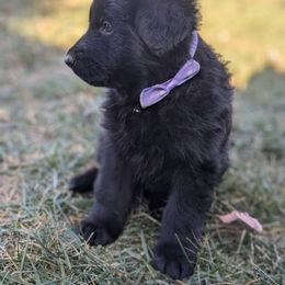 Mavis - German Shepherd puppy from ShadyOak Long Coat German Shepherds