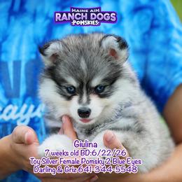 Giulina - Silver and white female Pomsky puppy in Humeston, Iowa from M.A.R. Dogs