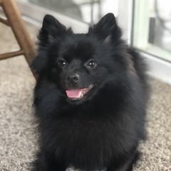 Gracie - German Spitz