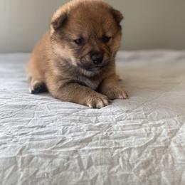 Pepper - Red female Shiba Inu puppy in Monett, Missouri from Happy Tails Shiba Inus