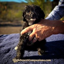 Miss Ebony - Black and white female Aussiedoodle puppy in Dolan Springs, Arizona from High Desert Companions