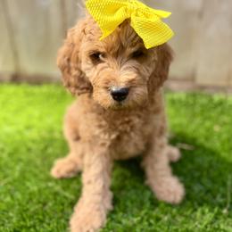 Goldendoodle Puppies from Seaside Doodle Co.