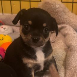Paityn - Black female Chihuahua puppy in Brooklyn, Connecticut from Ladybug Chihuahuas