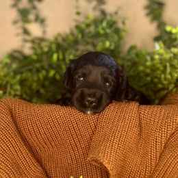 Gingerbread - Black and chalk female Australian Labradoodle puppy in Brush Prairie, Washington from Fancy Pants Labradoodles