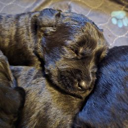 Giant Schnauzer Puppies from Kaiser's Giants