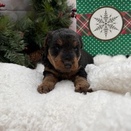 Girl 1 - Black and tan female Welsh Terrier puppy in Marshallville, Ohio from Anne's Pups