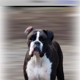 Sophie - Boxer