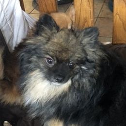 Moondancer - Pomeranian