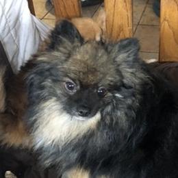 Moondancer - Pomeranian