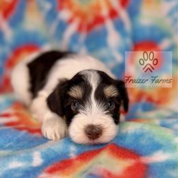 Mason - Parti male Miniature Schnauzer puppy in Happyland, Oklahoma from Fraizer Farms