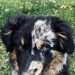 Australian Shepherds from Cottage Farm Aussies