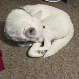 Pharaoh - Siberian Husky