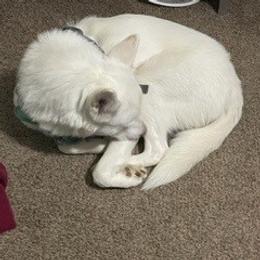 Pharaoh - Siberian Husky