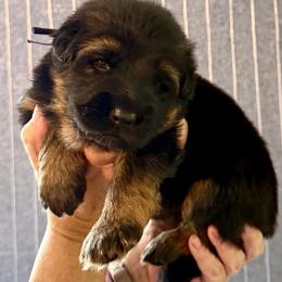 Male 2 - Black and red male German Shepherd puppy in Purcellville, Virginia from Starry Night German Shepherd Dogs