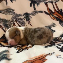 Charlie - White and red male Pembroke Welsh Corgi puppy in Hillsville, Virginia from Bonderosa Kennels