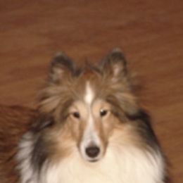 Shetland Sheepdogs from Canidae Shelties