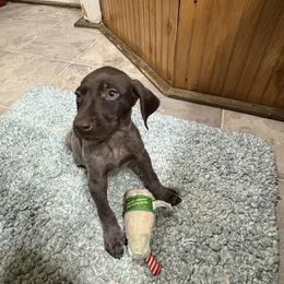 Mr Big 4 - Liver roan male German Shorthaired Pointer puppy in Troy, North Carolina from Uwharrie GSP