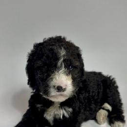 Boudin - Blue Collar - Black and white male Bernedoodle puppy in Carencro, Louisiana from Southern Bayou Poodles and Doodles