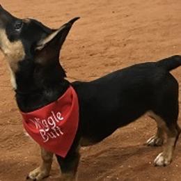 Teddy Roosevelt Terriers and Toy Fox Terriers from LoupGarou Terriers