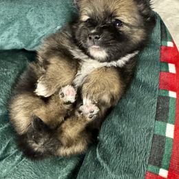 Noel - Red sable female Pomeranian puppy in Eden, North Carolina from Whippoorwill Pomeranians
