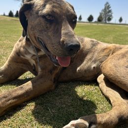 Lettie - Catahoula Leopard Dog