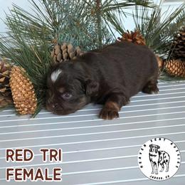 Josefina - Red tri female Miniature Australian Shepherd puppy in Jaroso, Colorado from Heaven Sent Aussies