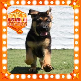 LILY TOMLIN - Black and tan female German Shepherd puppy in Murrieta, California from Diamond Oaks German Shepherds