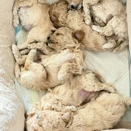 Maltipoo Puppies from Marina