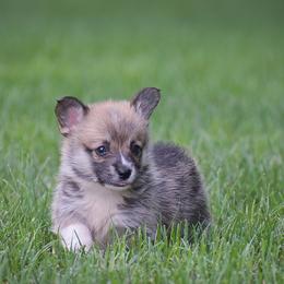 Honey - Red female Pembroke Welsh Corgi puppy in Lititz, Pennsylvania from GoldStar Corgis (License Number 18519)