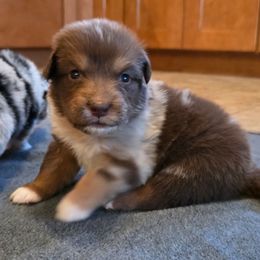 Cimarron - Red merle male Australian Shepherd puppy in Solon, Maine from Mountain Range Australian Shepherds
